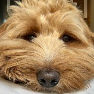 Amber, Puppyopvang in Almere