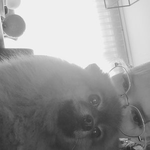 Ninthe, Puppyopvang in Munstergeleen
