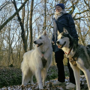 Djeine, Hondenpension in 's Gravenzande
