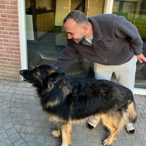André, Hondenpension in De Zilk