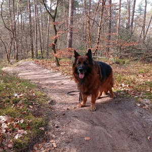 Peter, Hondenpension in Nijkerk Gld