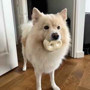 Sonja, Hondenoppas in Hoofddorppleinbuurt, Amsterdam