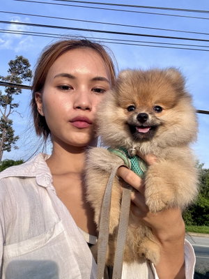 Phitchaya, Kattenoppas in Duizel