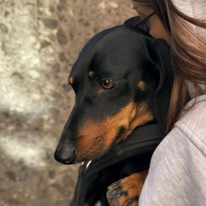 Mirela, Seniorenhundebetreuung in Grunwald