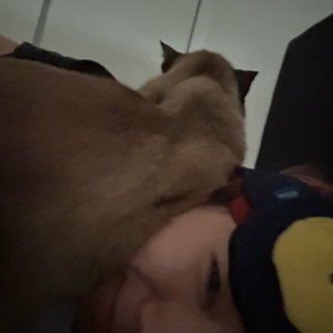 Heyao, Kattenoppas in 's Gravenzande