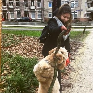 Jackie, Seniorenhundebetreuung in Berlin