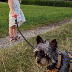 Damla, Seniorenhundebetreuung in Berlin