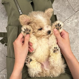Kristyna, Puppyopvang in Waddinxveen